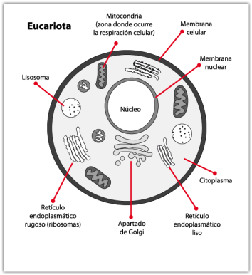 Humorístico en general Repeler Organelos de la Célula Eucariota - Mi sitio